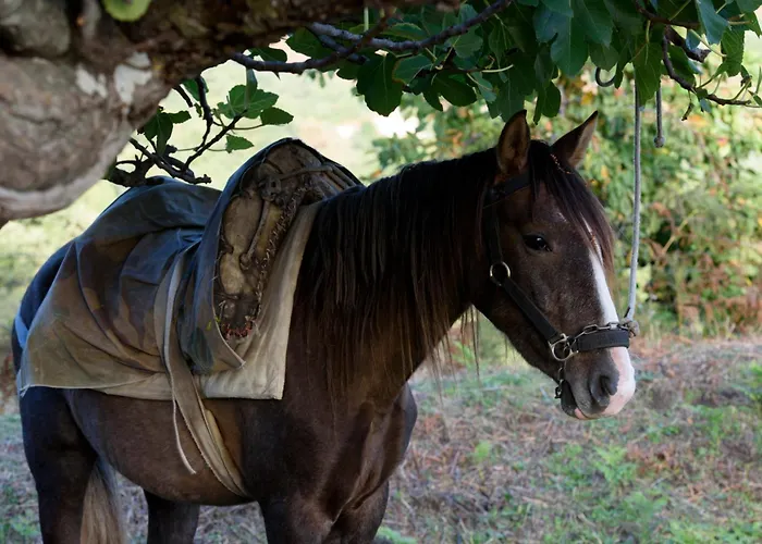 Hébergement de vacances Abejas 2 De El Vergel De Chilla Candeleda